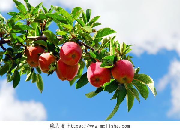 苹果树上成熟的果实树枝上的苹果